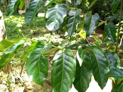Afrocanthium keniense