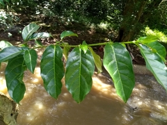 Afrocanthium keniense