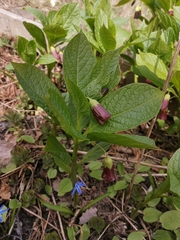 Scopolia carniolica