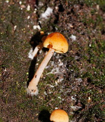 Gymnopilus eucalyptorum