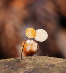 Marasmius alveolaris