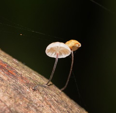 Marasmius alveolaris