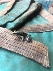 Ptychadena mossambica