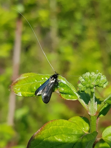 Adela reaumurella