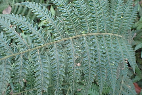 Image of Amauropelta bergiana by no rights reserved