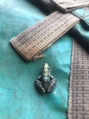 Ptychadena mossambica