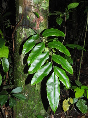 Lomariopsis prieuriana image
