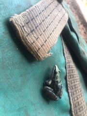 Ptychadena mossambica