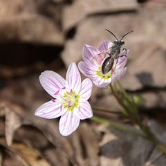 Claytonia caroliniana