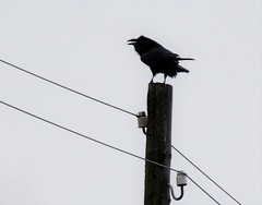 Corvus corax kamtschaticus