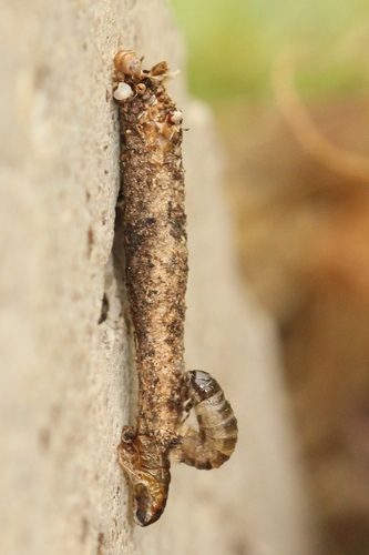 Taleporia tubulosa (Retzius, 1783)