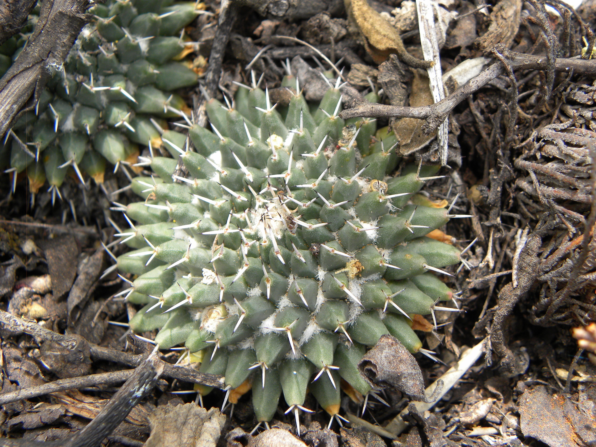 Mammillaria sempervivi  iNaturalist