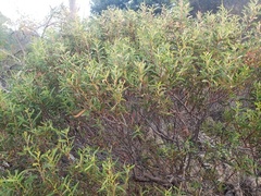 Acacia cochlearis