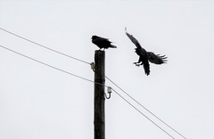 Corvus corax kamtschaticus