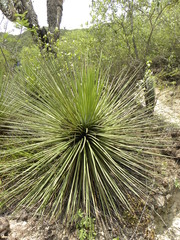 Agave striata