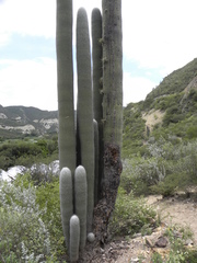 Cephalocereus senilis
