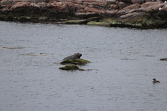 Halichoerus grypus grypus