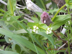 Valerianella umbilicata