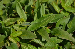 Bistorta officinalis