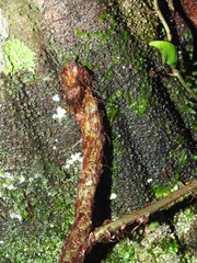 Lomariopsis prieuriana image
