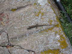 Podarcis carbonelli berlengensis