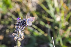 Zizina otis labradus