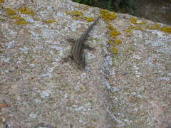 Podarcis carbonelli berlengensis