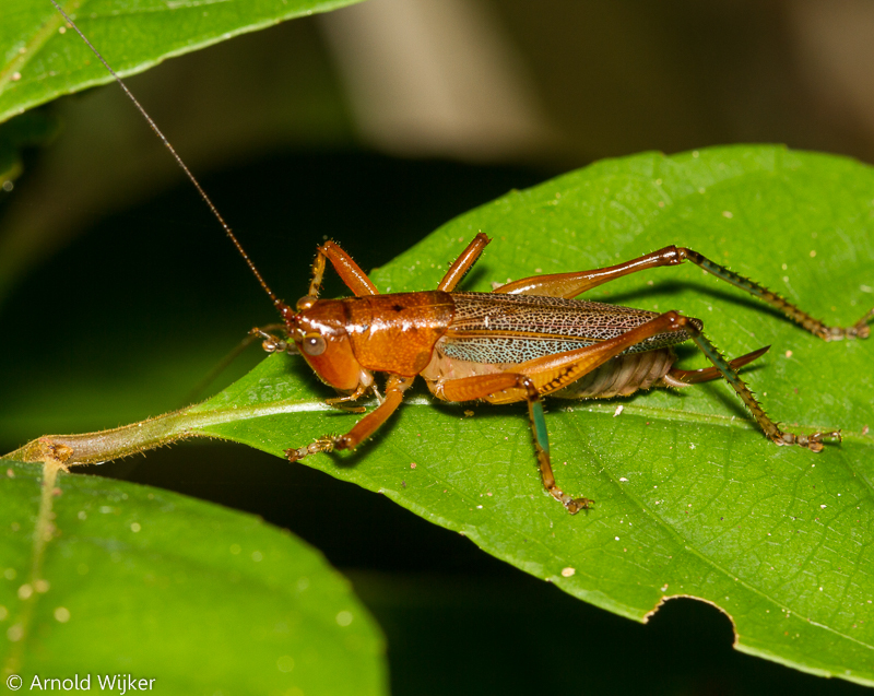 Eschatoceras bipunctatus