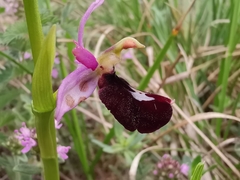 Ophrys bertolonii benacensis