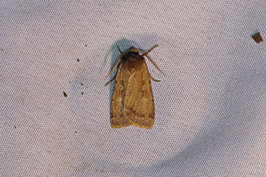 Coenophila