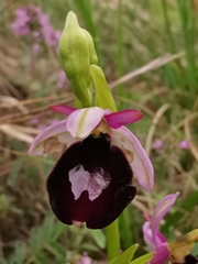 Ophrys bertolonii benacensis
