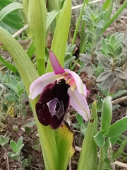 Ophrys bertolonii benacensis