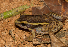 Lithodytes lineatus