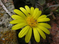Calendula suffruticosa