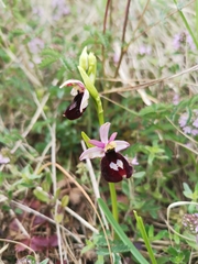Ophrys bertolonii benacensis