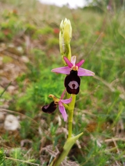 Ophrys bertolonii benacensis