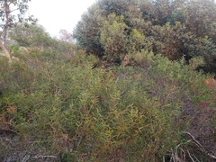 Acacia cochlearis