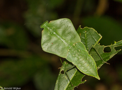 Choeradodis rhomboidea