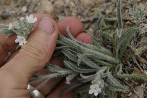 Image of Oreocarya palmeri by (c) Eric Knight, some rights reserved (CC BY)