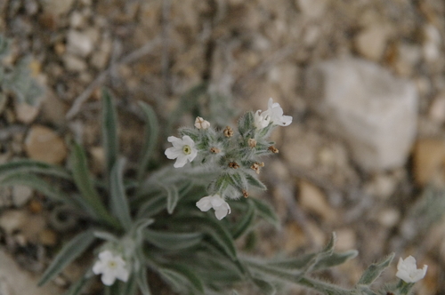 Image of Oreocarya palmeri by (c) Eric Knight, some rights reserved (CC BY)