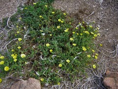 Calendula suffruticosa
