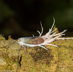 Pterodictya reticularis