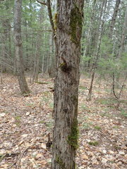 Ostrya virginiana image