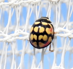 Cheilomenes sulphurea