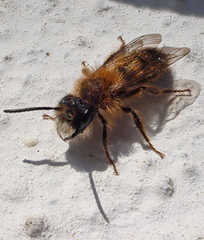 Andrena helvola