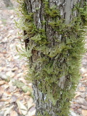 Neckera pennata image