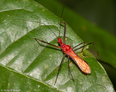 Ricolla quadrispinosa
