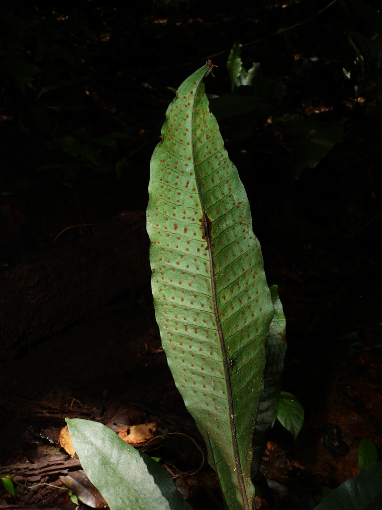 Dracoglossum