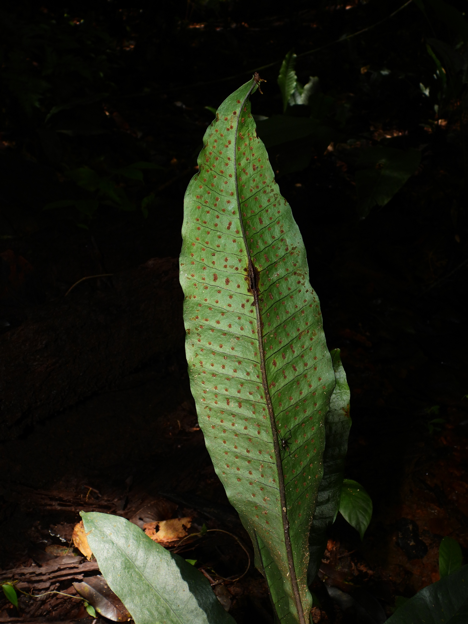 Dracoglossum