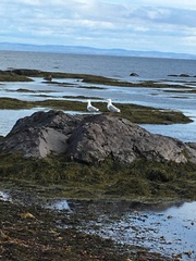 Larus argentatus image